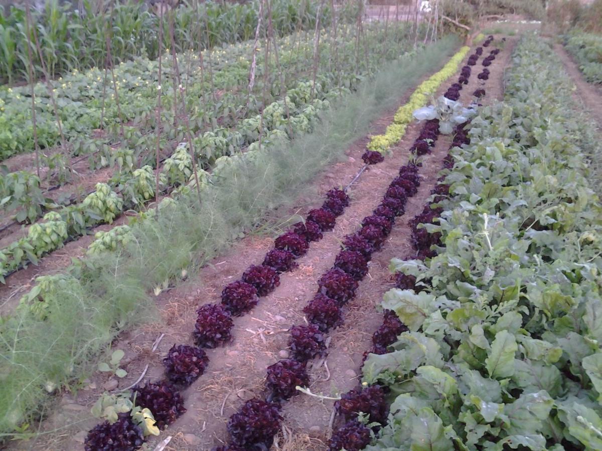 Casa Rural Finca Las Dulces Chío Zewnętrze zdjęcie